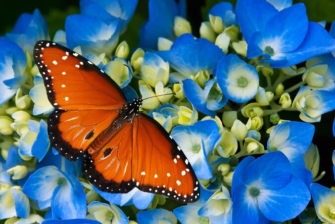 Queen butterfly (danaus gilippus) on blue hydrangea flowers